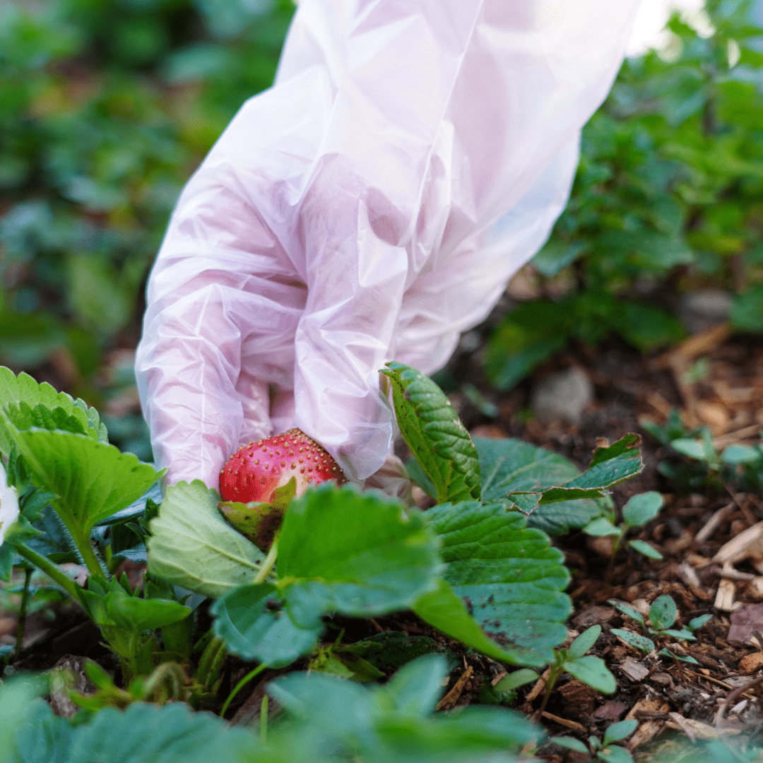 Kids Youth - Size Compostable Disposable Gloves - Clear (100 gloves/box) - Eco Gloves