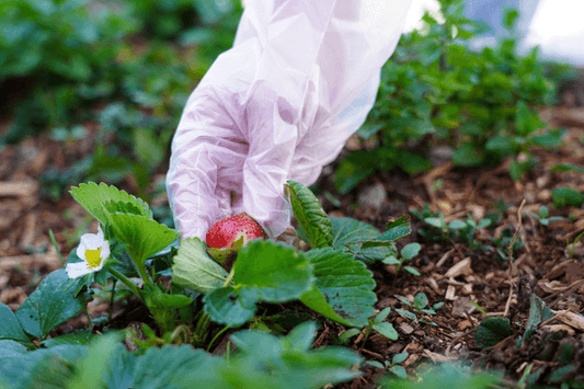 A Complete Guide to Compostable Gloves - Eco Gloves