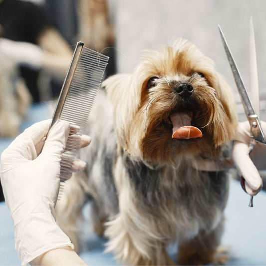 Eco-Friendly Pet Care with Sustainable Gloves: Sustainable Practices Every Dog Owner Should Know - Eco Gloves