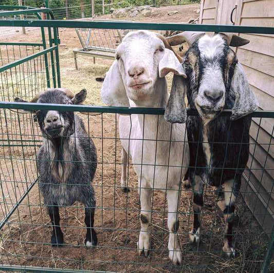 Eco Gloves in Partnership with Unity Farm Sanctuary to Promote Sustainability and Animal Welfare - Eco Gloves