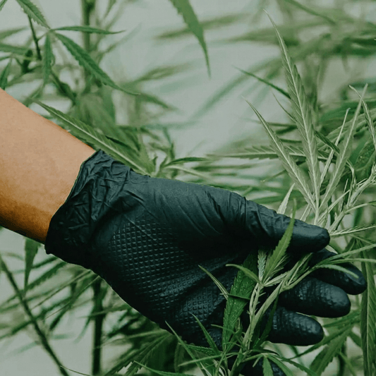 Why Cannabis, Automotive, and Industrial Businesses Choose 8 Mil Gloves - Eco Gloves