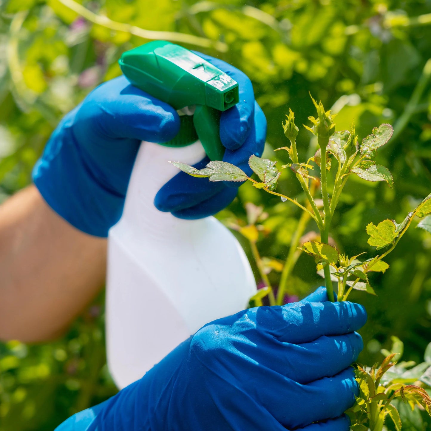 Nitrile Exam Gloves 3.5 Mil - Blue (1,000 Gloves/Case) | GP32 - Eco Gloves